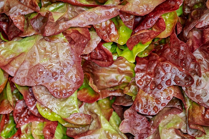 Seasonal Fusion Salad